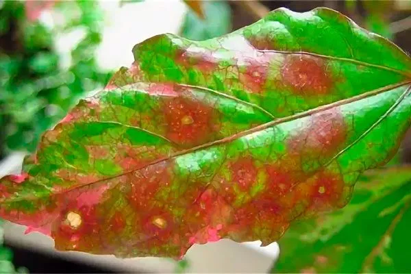 различные по форме и цвету пятна на листьях