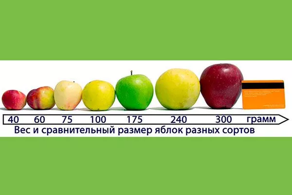 Размер колеблется от мелких (50-70 г) до очень крупных (свыше 300 г) сорта яблони49