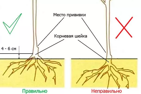 Размещение саженца Посадка яблони55