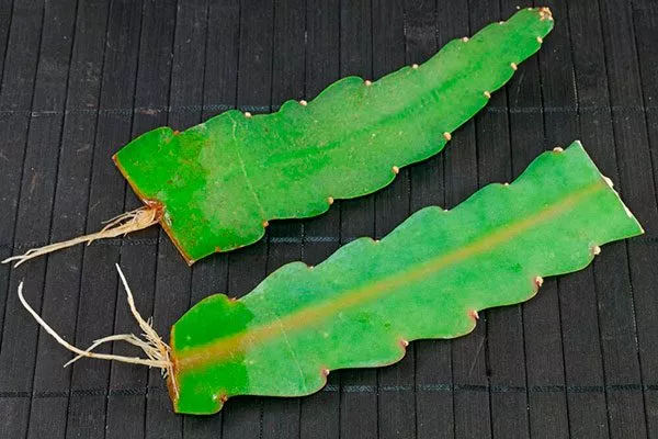 Размножение черенками Эпифиллум8