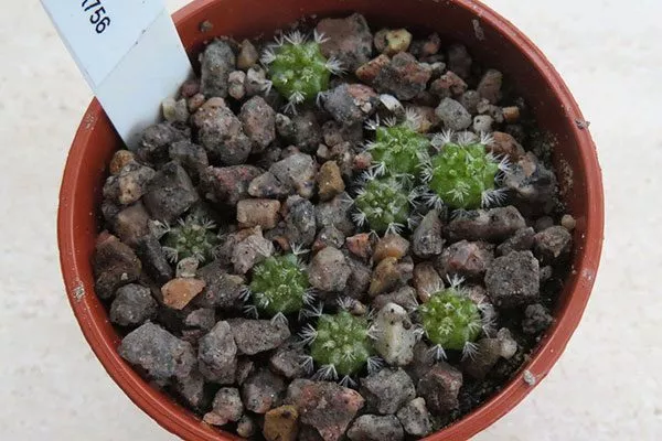 Размножение семенами Азтекиум14