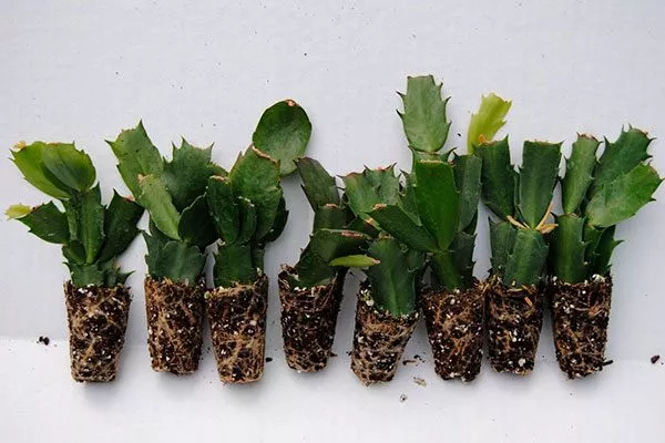 размножения черенкованием Эпифитные кактусы15