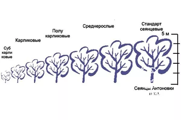 Разновидности клоновых подвоев у яблони Привой и подвой яблони8