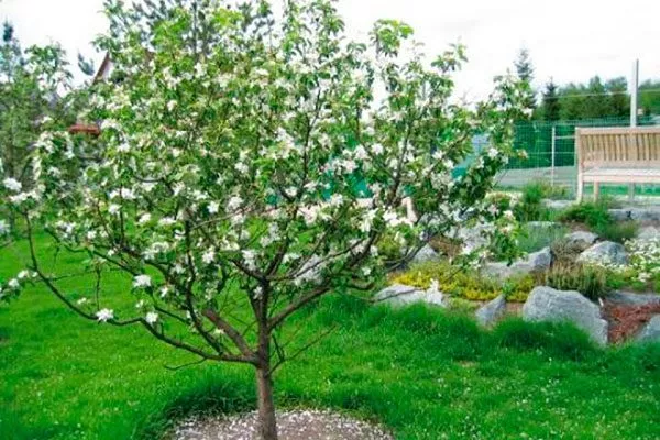 разреженно-ярусная крона яблони25