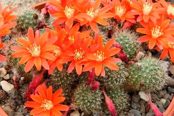 Rebutia Мини кактусы3