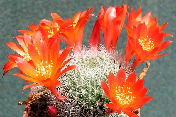 Старческая (Senilis)