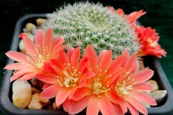 Ребуция (Rebutia) температура влияет на рост кактусов6