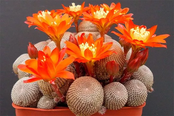 Ребуция (Rebutia) Цветущие сорта кактусов16