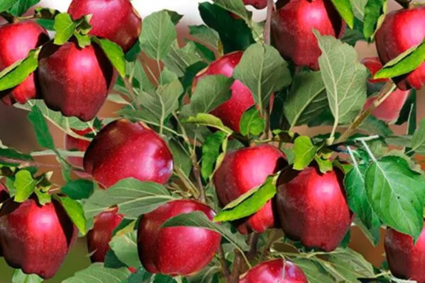 Red Delicious3 сорта яблони7