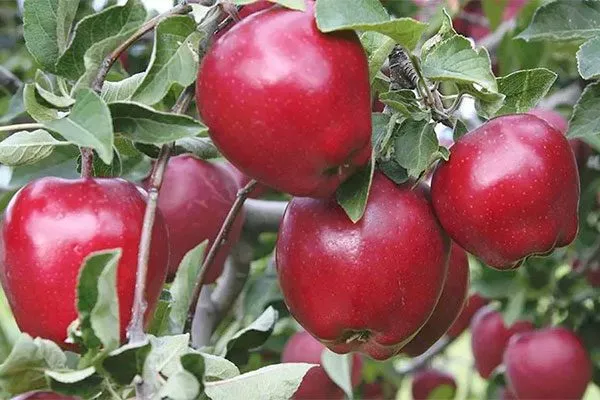 Ред Делишес сорта яблони50