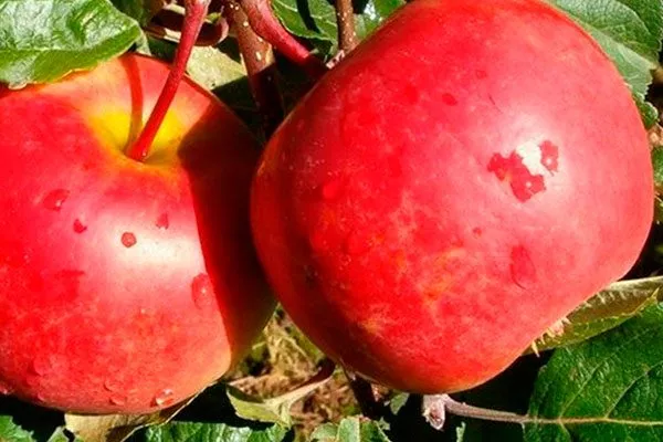 Ред фри Посадка яблони57