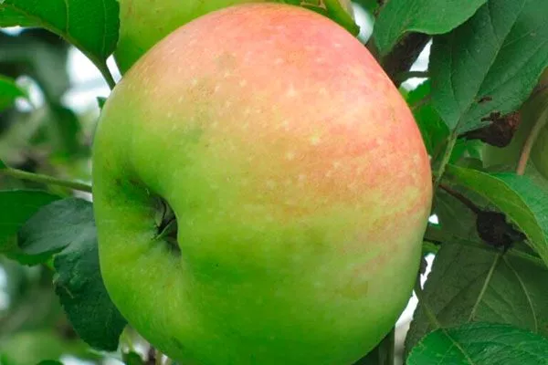 Ренет Черненко Посадка яблони58