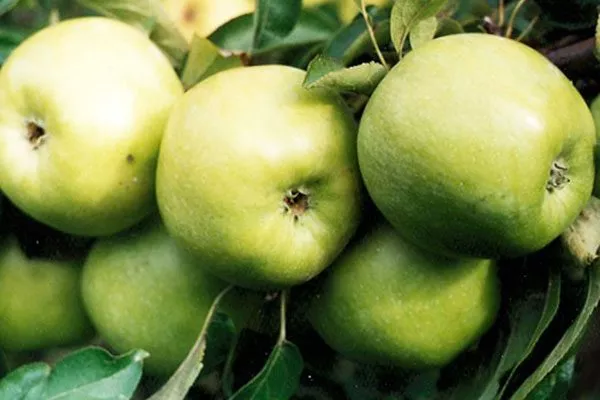 Ренет Симиренко2 сорта яблони53