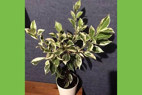 Ретуза Гавайская фикус ретуза13