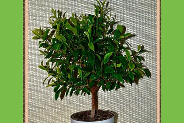 Ретуза Микрофилла Самые необычные13