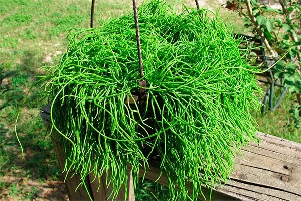 Rhipsalis Эпифитные кактусы4