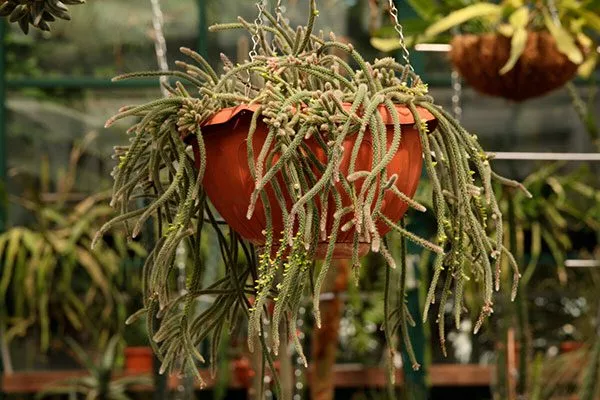 Рипсалис Эпифитные кактусы18