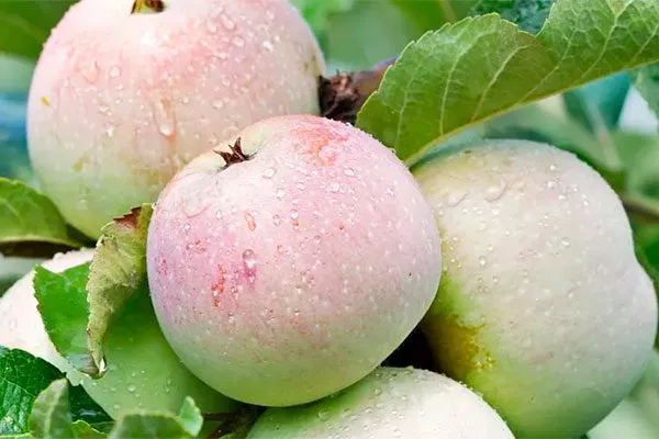 Рижский голубок Посадка яблони59