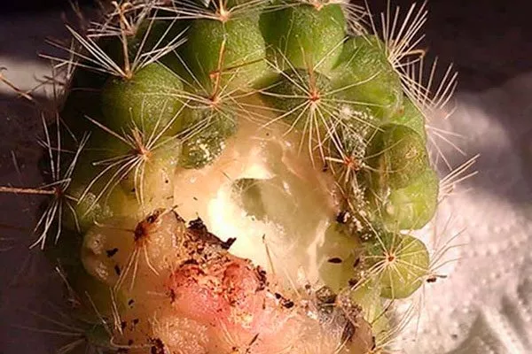 Ризоктониоз Заболевания кактусов20