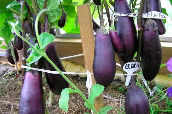 Робина Гуда Формировка баклажан17