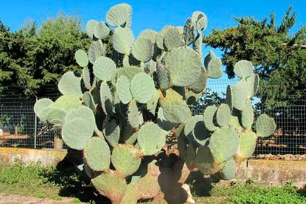 Робуста Опунция описание25