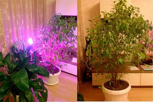 Роль освещения зимой Зимовка фикуса5