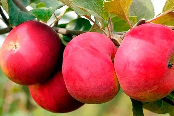 Розочка Посадка яблони60