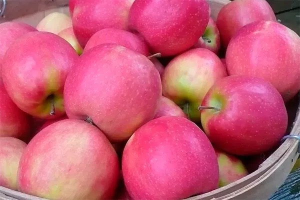 Розовая Леди сорта яблок с необычной формой23