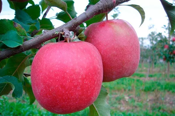 Розовая Леди2 сорта яблок с необычной формой24