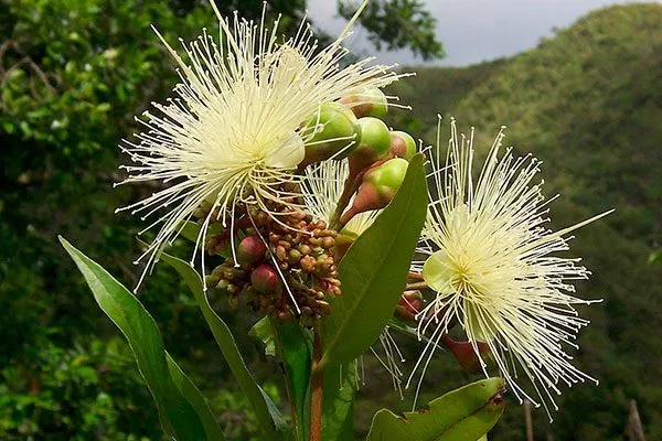 Розовое яблоко 2 сорта яблок с необычной формой25