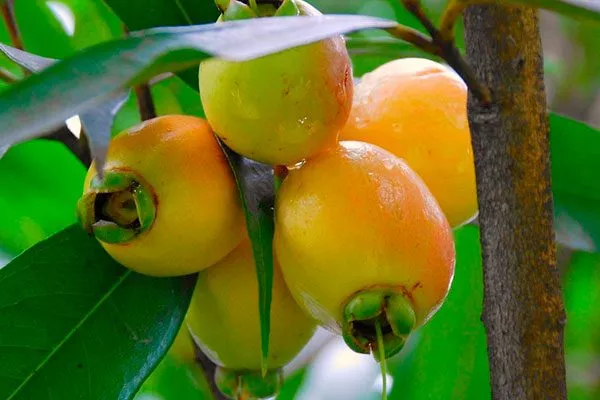 Розовое яблоко 3 сорта яблок с необычной формой26