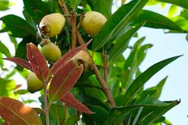 Розовое яблоко 4 сорта яблок с необычной формой27