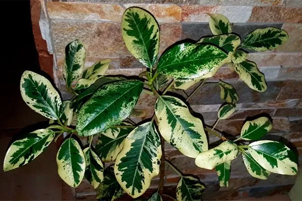 Рубигиноза вариегатный Самые необычные15