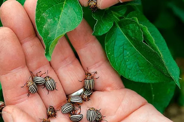 Ручной сбор органическое садоводство25