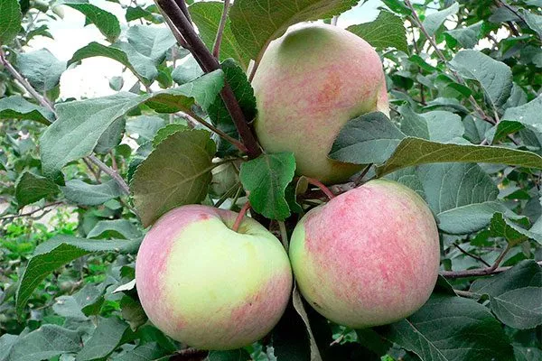 Румянка свердловская Посадка яблони61