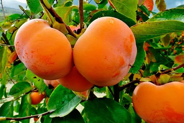 Русская хурма Ошибки выращивания16