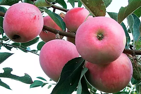 Русская красавица Посадка яблони62