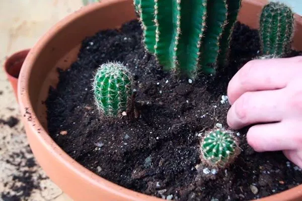 рыхление корни кактуса11