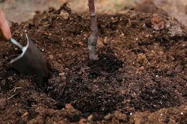 Рыхление Выращивание из семян24