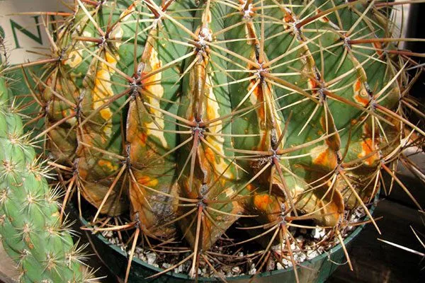 Ржавчина Заболевания кактусов19