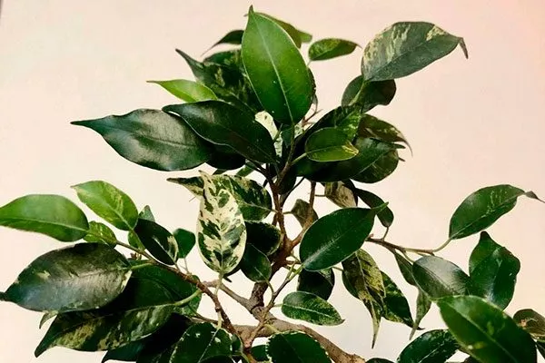 Сафари Самые необычные16