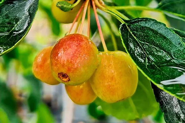 Сахалинская Пендула Посадка яблони64