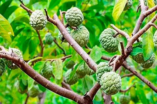 Сахарное яблоко3-min сорта яблок с необычной формой31