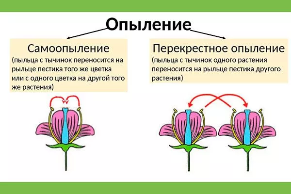 Самоопыление Опыление яблони11