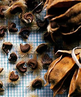 Самостоятельный сбор Гибизкус из семян9