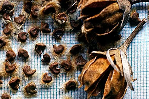 Самостоятельный сбор Гибизкус из семян9