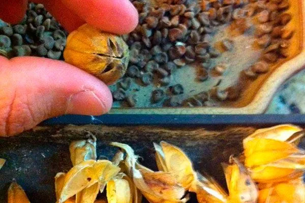 Самостоятельный сбор2 Гибизкус из семян10