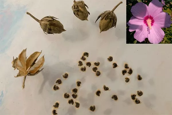 Самостоятельный сбор3 Гибизкус из семян11