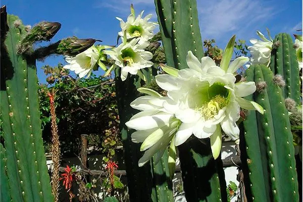 Сан-Педро (Trichocereus pachanoi) Цветущие сорта кактусов17