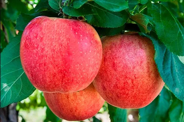 Санрайз Посадка яблони63